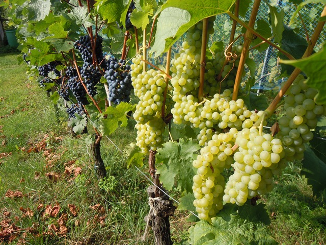Kleinstes Weinbaugebiet Bayerns